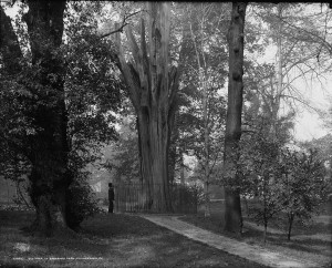 A black and white photograph of Bartram's Garden showing a man standing next to the trunk of a large tree