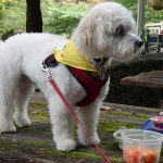A color photogrpah of a small white dog in a walking harness and bandana standing on a picnic table.