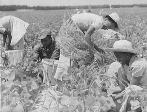 Migrant workers in the fields of New Jersey's Seabrook Farms during World War II. (Library of Congress) 