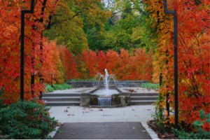 Morris Arboretum photograph of fall foliage and a fountain