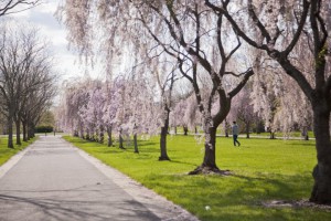 Color photograph taken in Fairmount Park. On the left side of the frame is a road, on either side it is lined with cherry blossom trees in full bloom of pink flowers