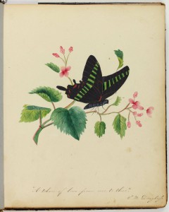 A color illustration of a black butterfly hovering above a hawthorne branch