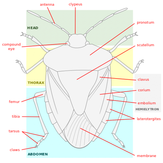 Encyclopedia of Greater Philadelphia Entomology (Study of Insects)