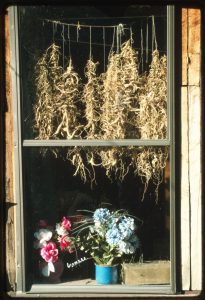 A color photograph of ginseng root hanging to dry in a window above potted flowers