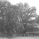 A black and white photograph of Mill Grove, home of John Audubon, showing house and trees