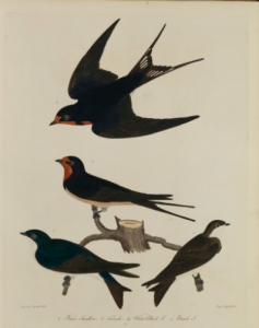 A color engraving of four black birds by Alexander Wilson