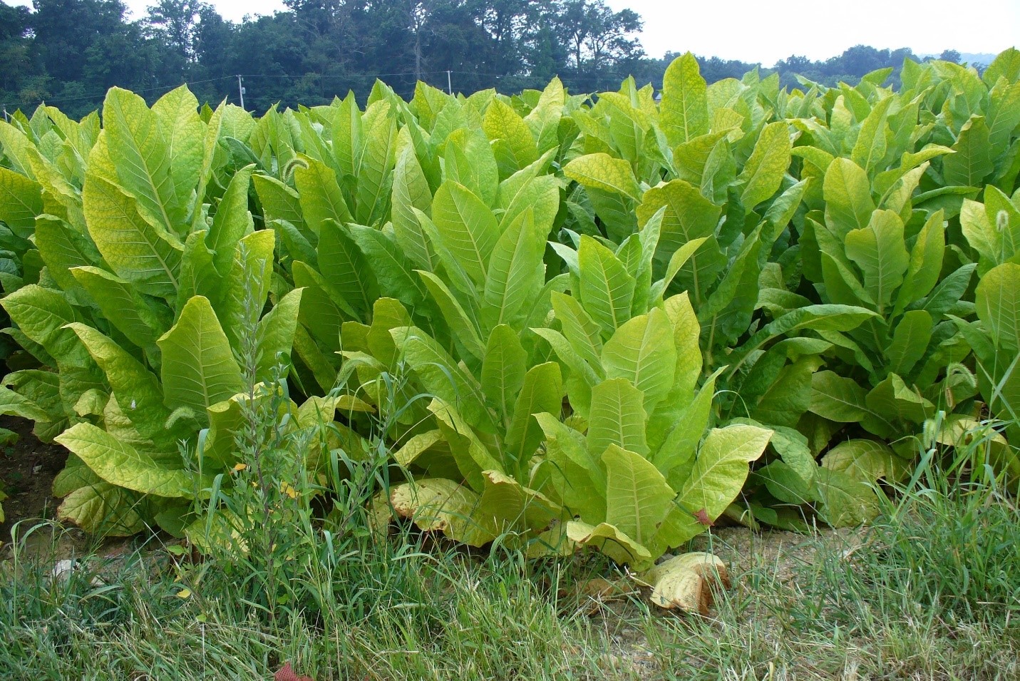A color photograph of tobacco plants growing in Pennsylvania.