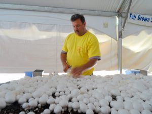 color photo showing a bed of white mushrooms in the foreground with a booth worker in yellow shirt in background.
