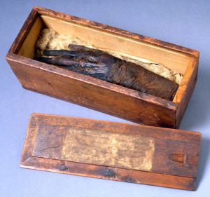 a color photograph of a mummy's severed hand in a wooden box