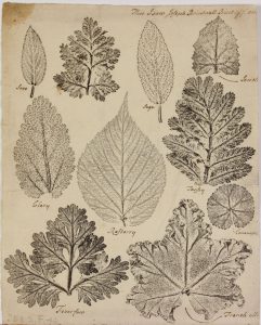 Copy of a print of inked nature pressings. Nine inked pressings of leaves of various types and sizes take up the page