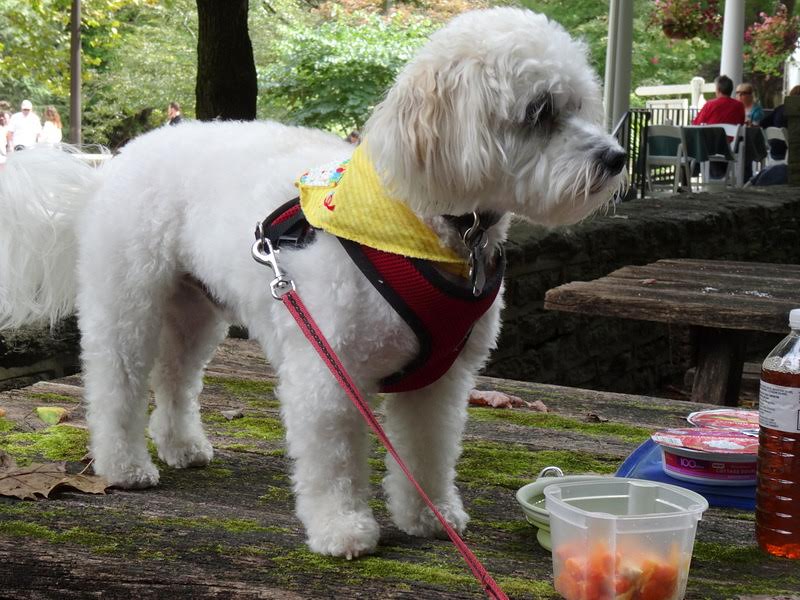 A color photogrpah of a small white dog in a walking harness and bandana standing on a picnic table.