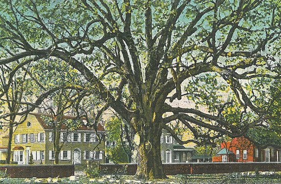 Full color postcard with large oak tree with sprawling limbs at the center, a short brick wall behind the tree, and three houses in the background.