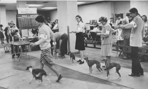 a black and white photographs of handlers exhibiting show dogs in the Civic Center. In the background, judges examine a small dog on a table.