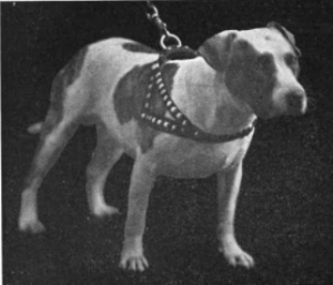 A black and white photograph of a pit bull terrier on a leash and harness with metal studs.