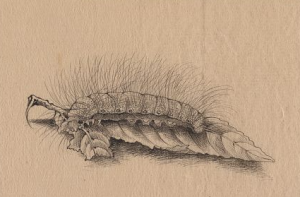 This black and white drawing shows a silkworm resting on a leaf. The silkworm has thick hairs on its body and appears to be eating the leaf's stem.