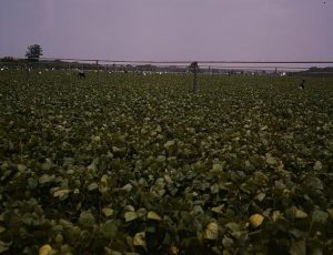 Laborers picking string beans at Seabrook Farms.