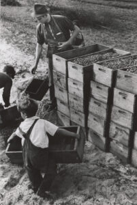 A small boy lift a large wooden box full of cranberries at a New Jersey cranberry bog.