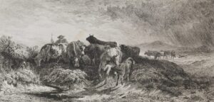 etching of a cattle of cows